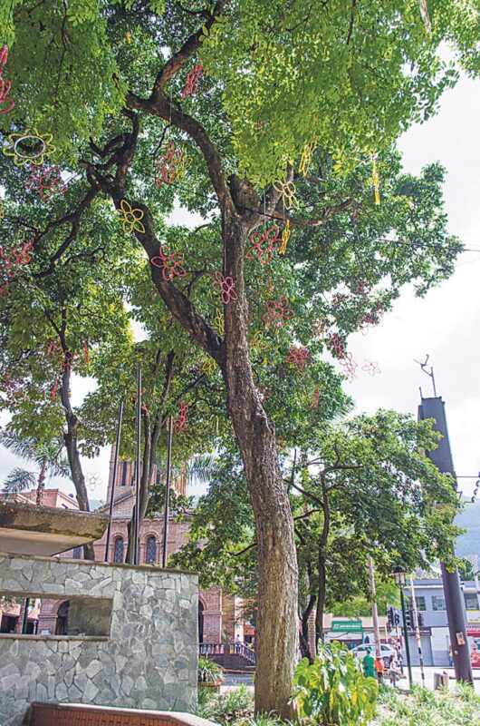 Los árboles de El Poblado y sus custodios