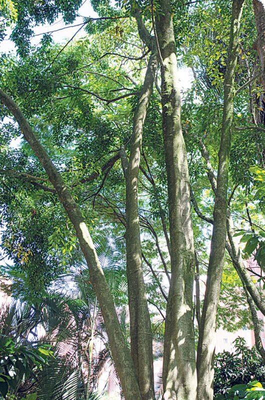 Los árboles de El Poblado y sus custodios
