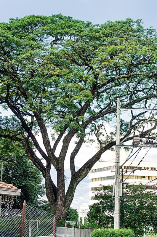 Los árboles de El Poblado y sus custodios
