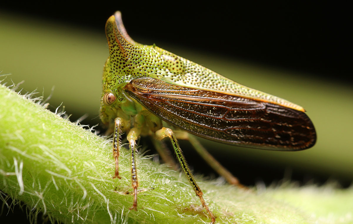 Insecto espina es redescubierta en Medellín después de 170 años