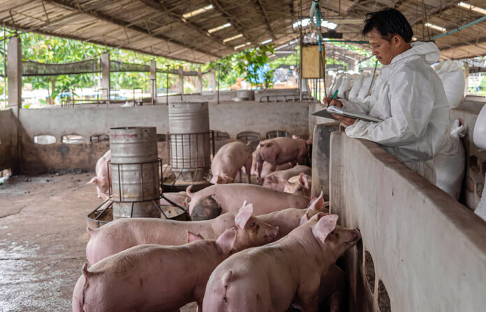 Las alertas por la peste porcina africana, detectada en Suramérica