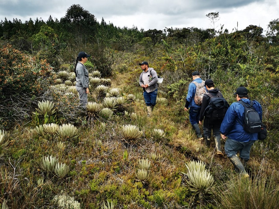 Los predios de conservación de Salvamontes Colombia albergan diferentes especies de fauna y flora. En ellos se ha posibilitado la investigación de la biodiversidad de los suelos.