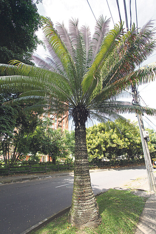 Los árboles de El Poblado y sus custodios