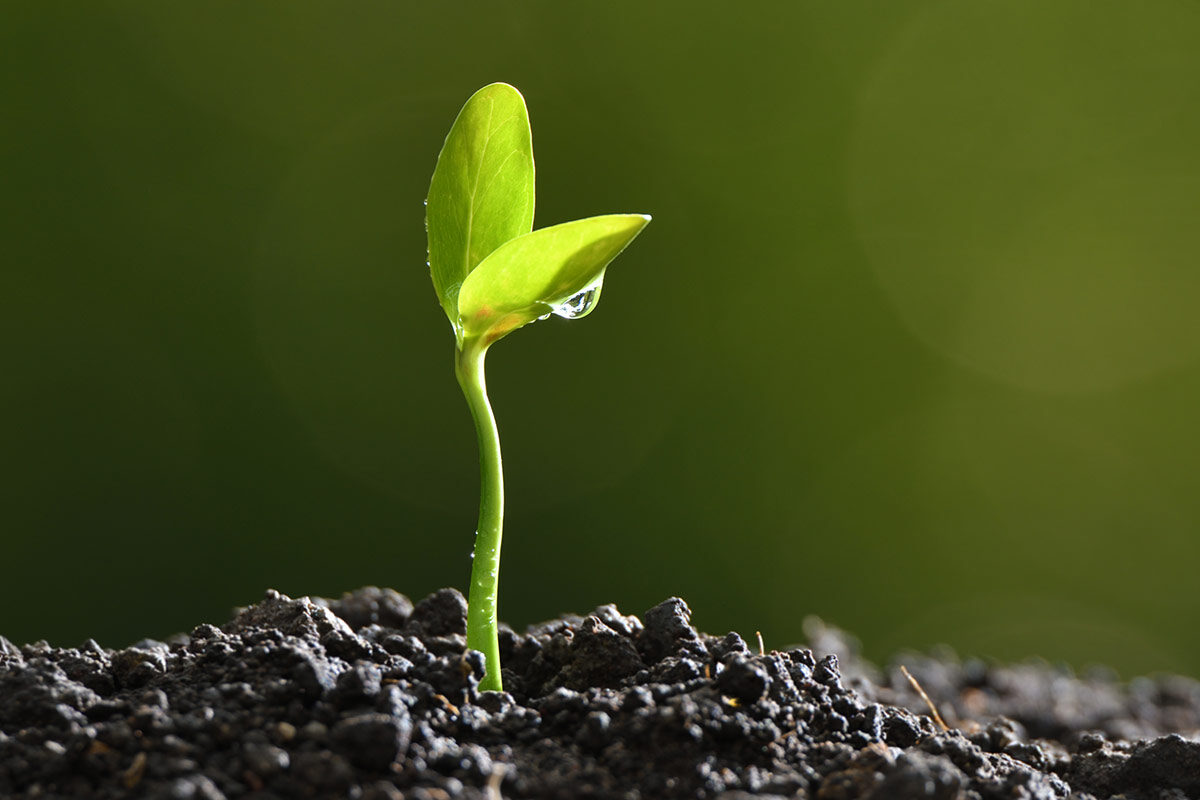 ReverdeC programa de Celsia para combatir la deforestación