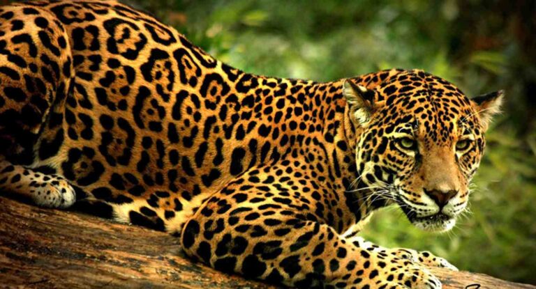 Taller de plastilina “Jaguares, nuestros primos con garras”