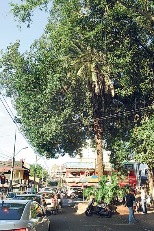 Los árboles de El Poblado y sus custodios