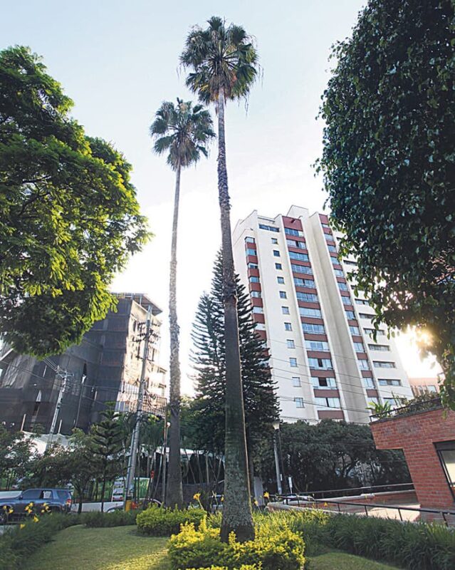 Los árboles de El Poblado y sus custodios