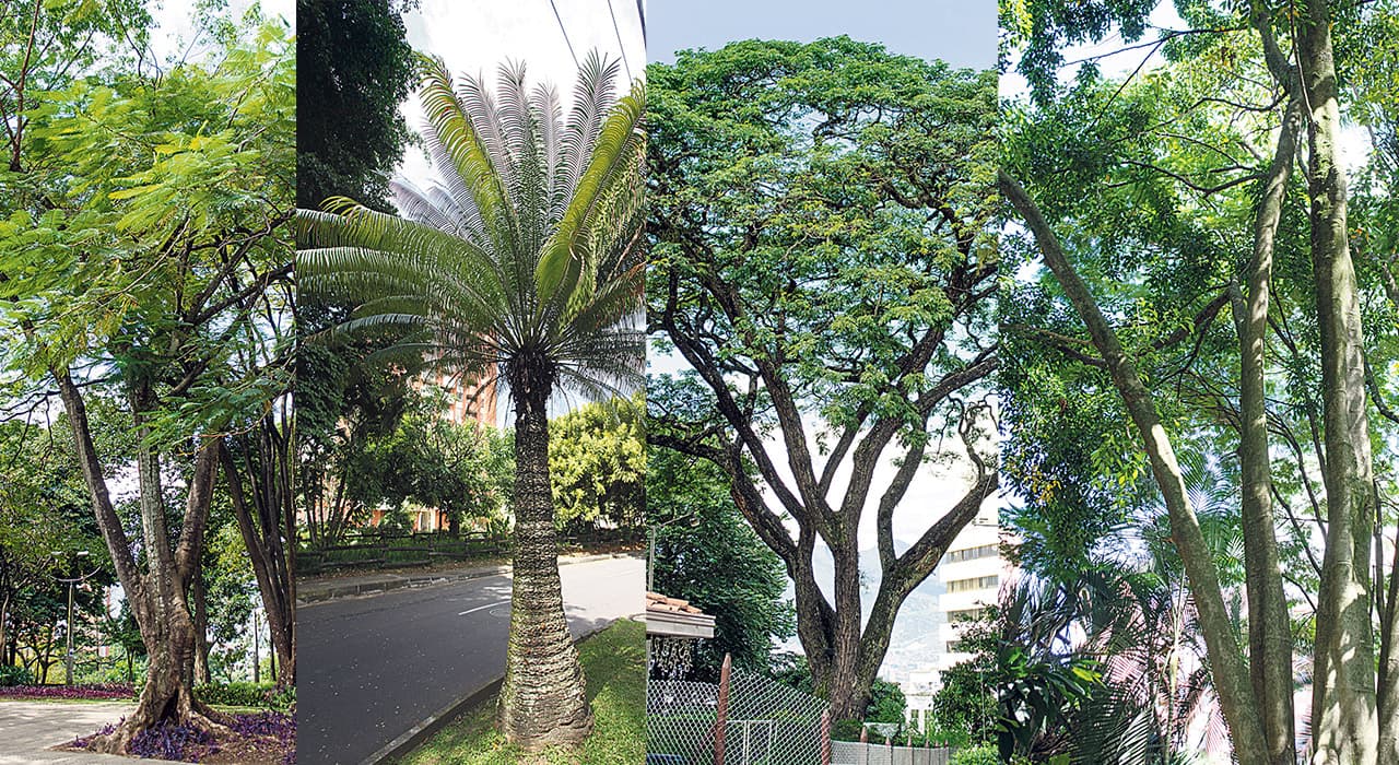 Los árboles de El Poblado y sus custodios