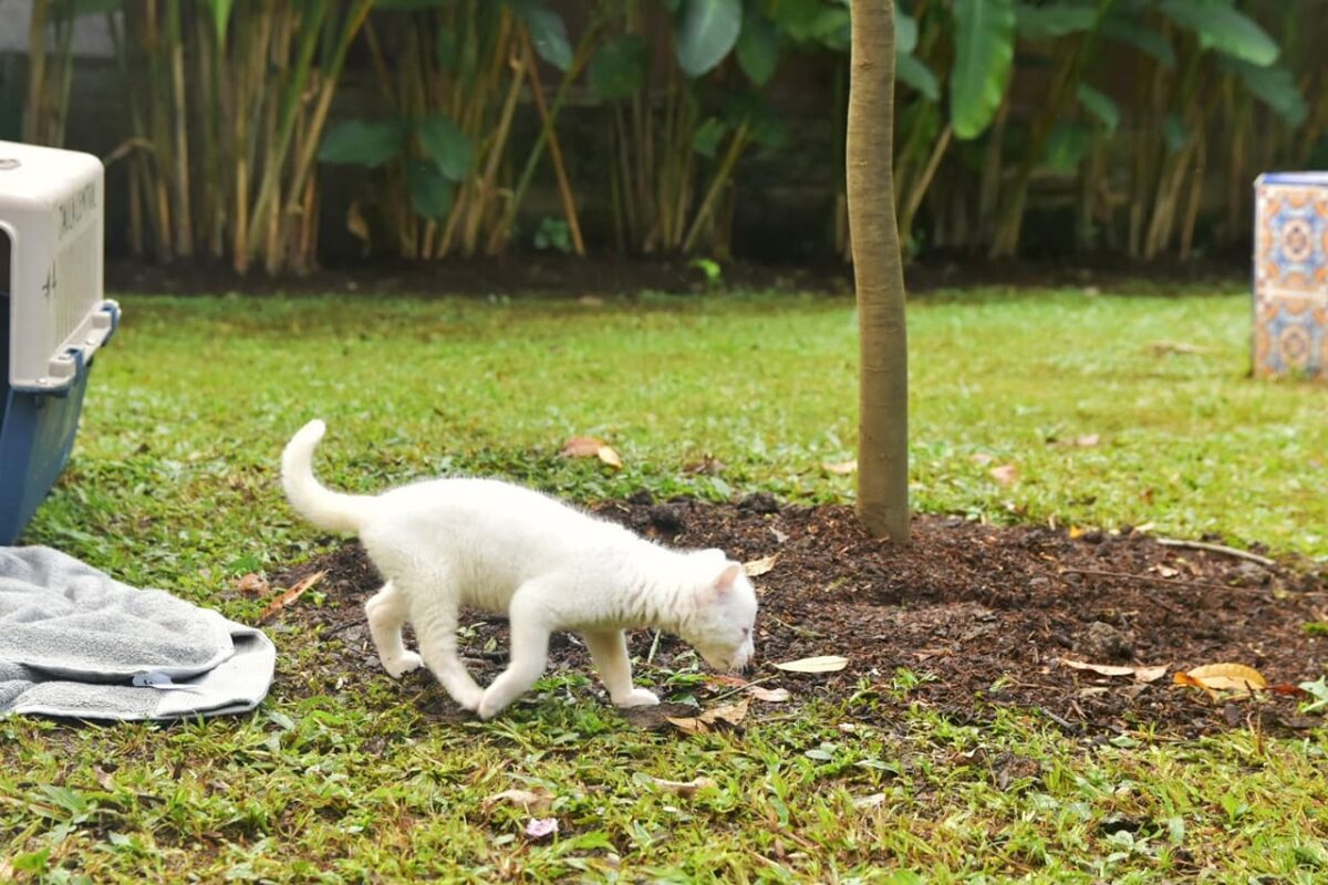 La felina albina vivirá permanente en el Parque de la Conservación