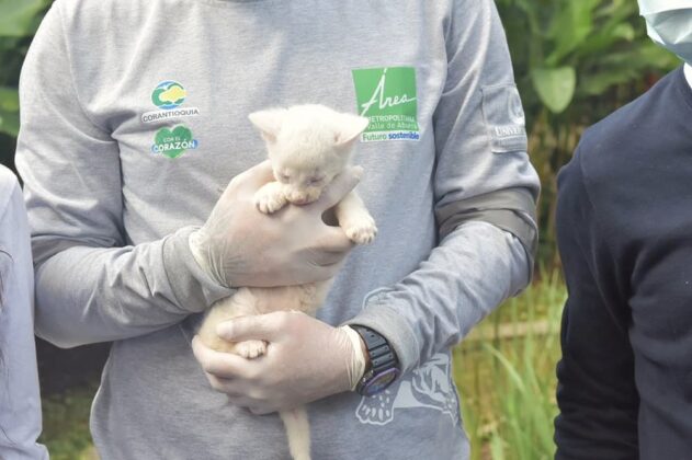 La felina albina vivirá permanente en el Parque de la Conservación