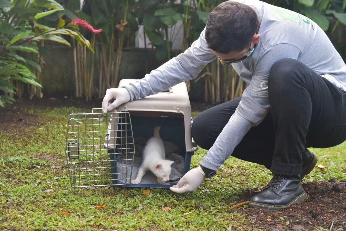 La felina albina vivirá permanente en el Parque de la Conservación
