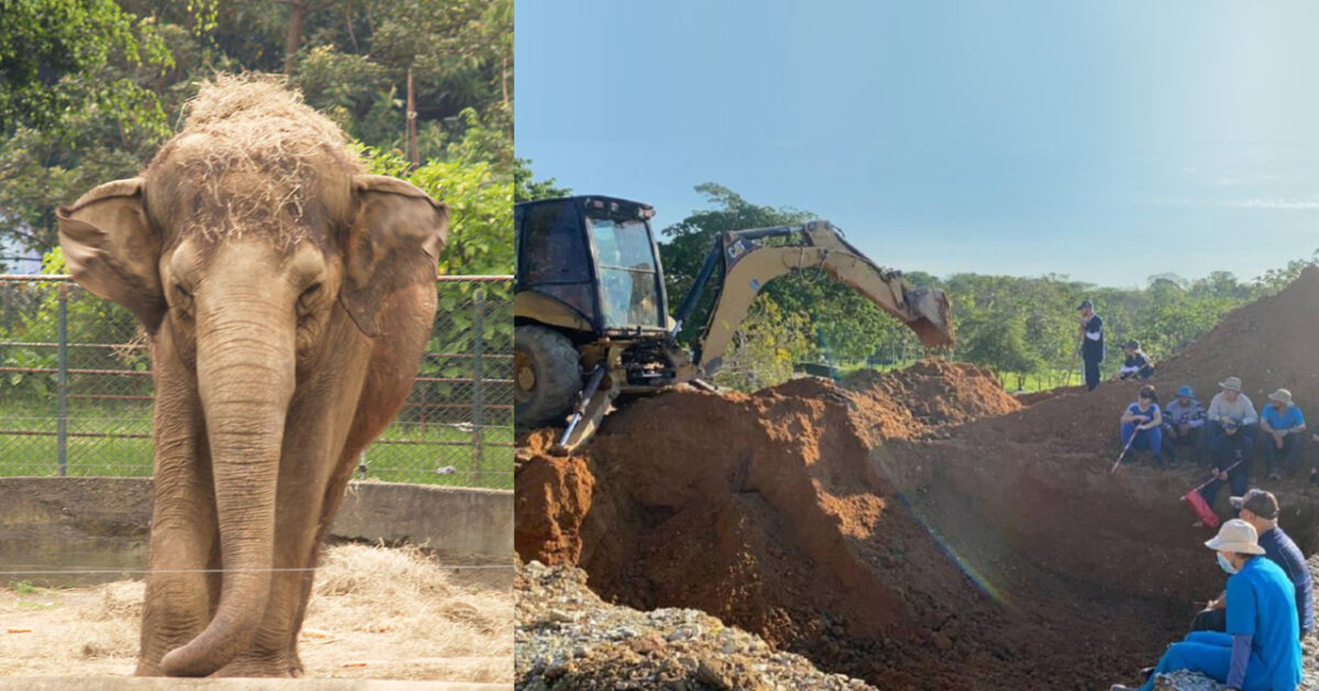 Exhumarán a la elefante Leidy de la Hacienda Nápoles, para estudiar sus restos óseos