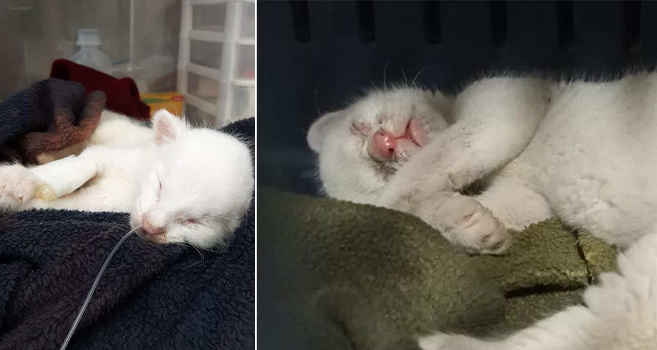 La primera felina albina de Colombia, hallada en Amalfi, Nordeste Antioqueño