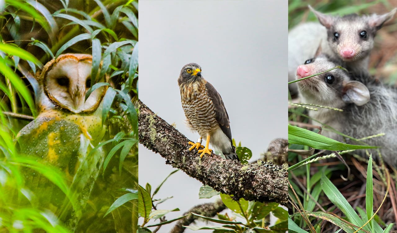 Liberaron 17 animales silvestres en una reserva en El Retiro oriente antioqueño