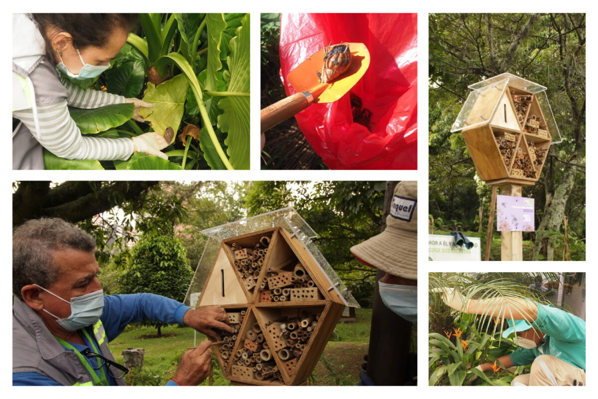 Parque de la Conservación educará en el manejo de abejas, avispas y caracoles invasores