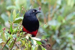 Medellín, un atractivo para los avistamientos de aves y nuevas especies de fauna