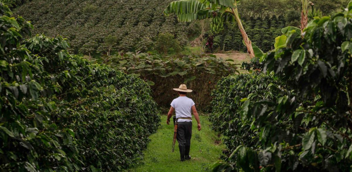“El beneficiadero”, una obra sobre café y nuestra historia
