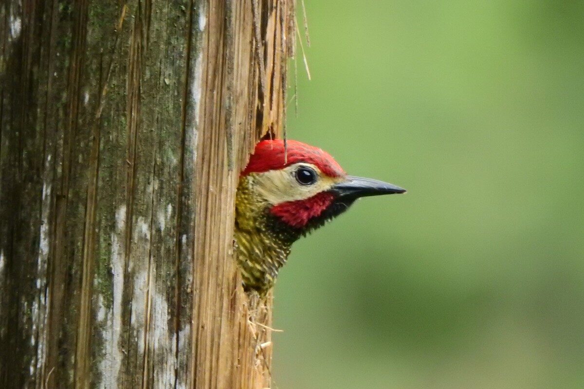 Medellín, un atractivo para los avistamientos de aves y nuevas especies de fauna