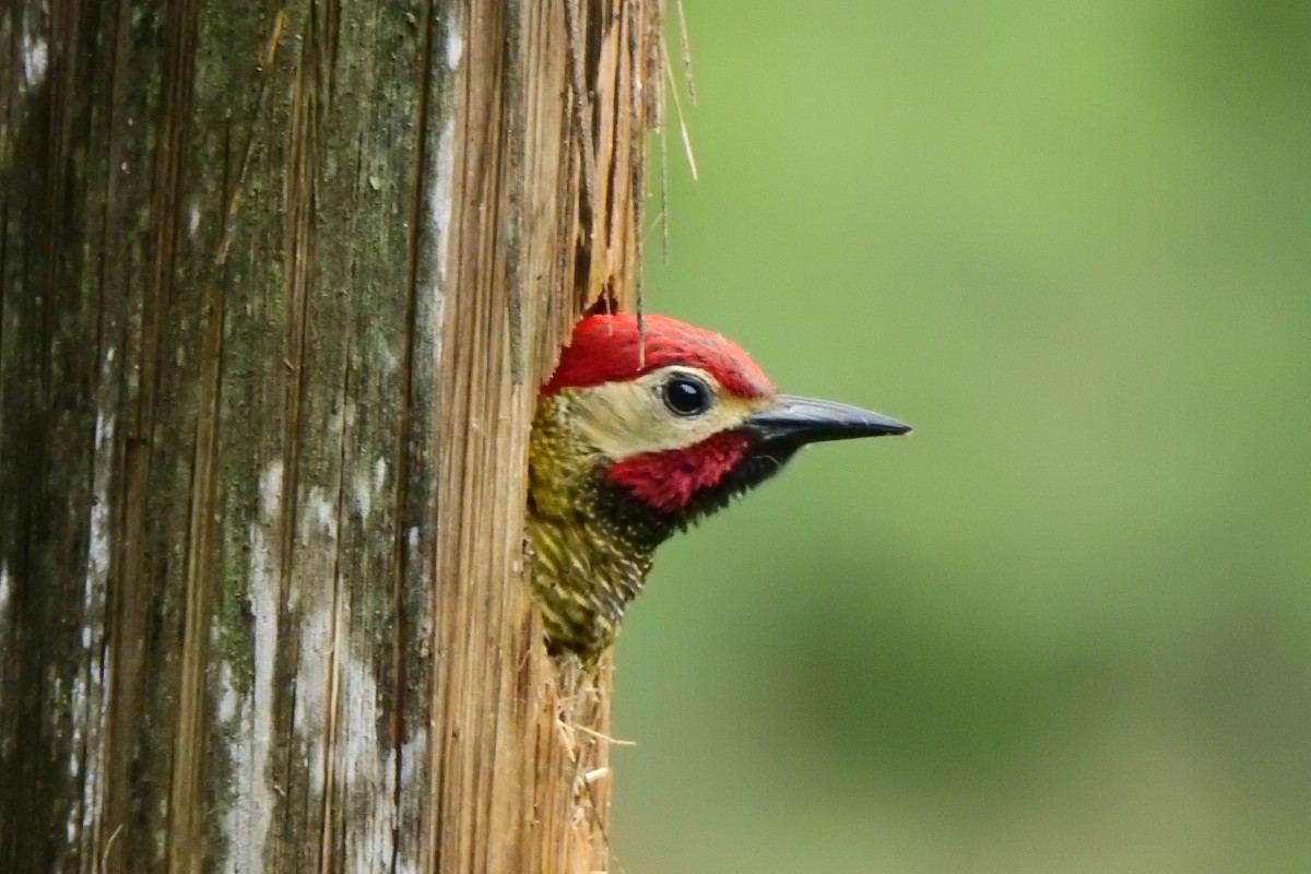 Medellín, un atractivo para los avistamientos de aves y nuevas especies de fauna