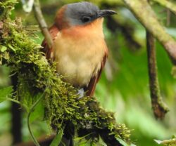 Medellín, un atractivo para los avistamientos de aves y nuevas especies de fauna