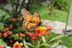 Medellín, un atractivo para los avistamientos de aves y nuevas especies de fauna