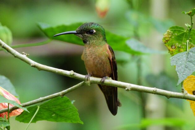 Medellín, un atractivo para los avistamientos de aves y nuevas especies de fauna