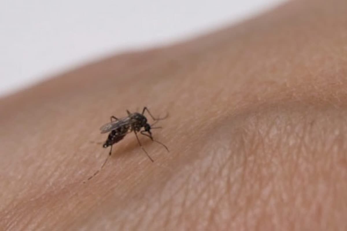 Eliminar criaderos de mosquito, clave en época de menos lluvias