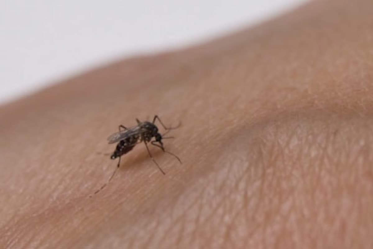 Eliminar criaderos de mosquito, clave en época de menos lluvias