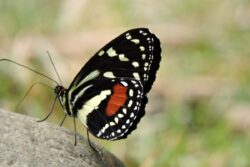 Medellín, un atractivo para los avistamientos de aves y nuevas especies de fauna