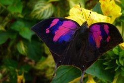Medellín, un atractivo para los avistamientos de aves y nuevas especies de fauna