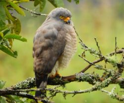 Medellín, un atractivo para los avistamientos de aves y nuevas especies de fauna