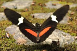 Medellín, un atractivo para los avistamientos de aves y nuevas especies de fauna