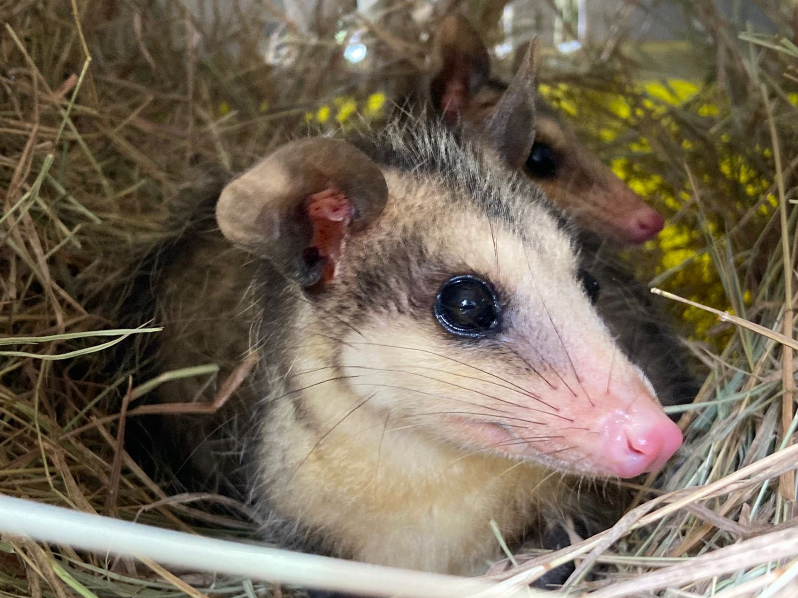 Los nuevos vecinos en Envigado zarigüeyas 6 marmosas y 1 comadreja