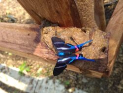 Medellín, un atractivo para los avistamientos de aves y nuevas especies de fauna