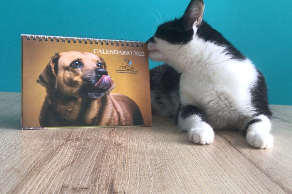 Orca presenta un calendario para ayudar a sus animales rescatados 2