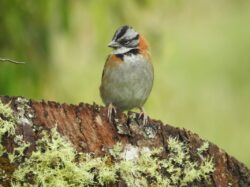 Medellín, un atractivo para los avistamientos de aves y nuevas especies de fauna