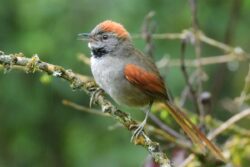 Medellín, un atractivo para los avistamientos de aves y nuevas especies de fauna
