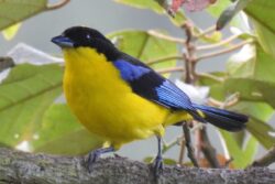 Medellín, un atractivo para los avistamientos de aves y nuevas especies de fauna