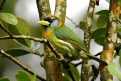 Medellín, un atractivo para los avistamientos de aves y nuevas especies de fauna