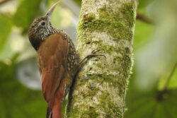 Medellín, un atractivo para los avistamientos de aves y nuevas especies de fauna
