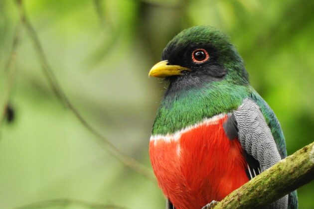 Medellín, un atractivo para los avistamientos de aves y nuevas especies de fauna
