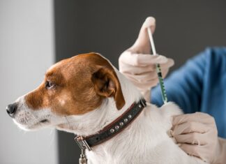 ¿Cuándo y dónde vacunar a los perros y gatos contra la rabia en Medellín?