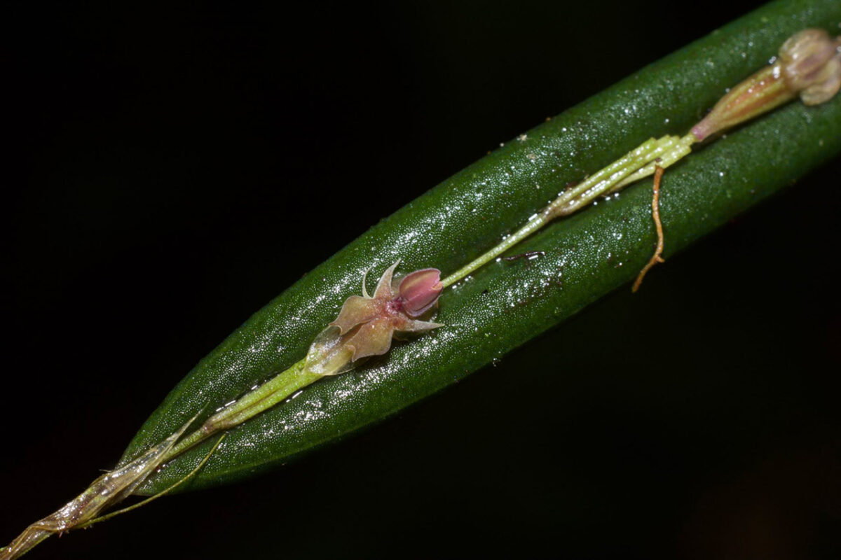 Expedición Botánica LaSavia