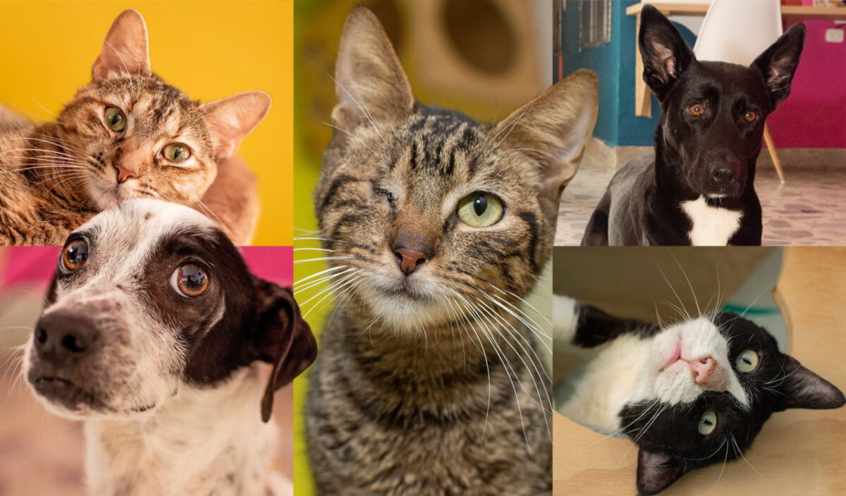 Café Fundación: un lugar para trabajar y ayudar los animales
