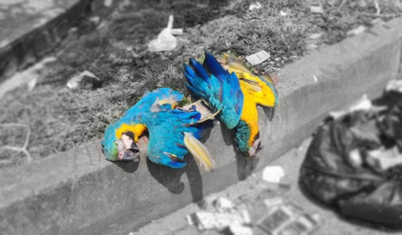 Guacamayas halladas en Prado Centro, en Medellín