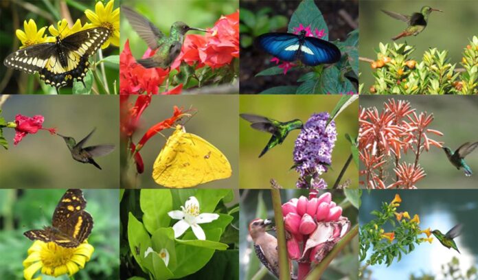 Plantas que atraen polinizadores a tu balcón o jardín.