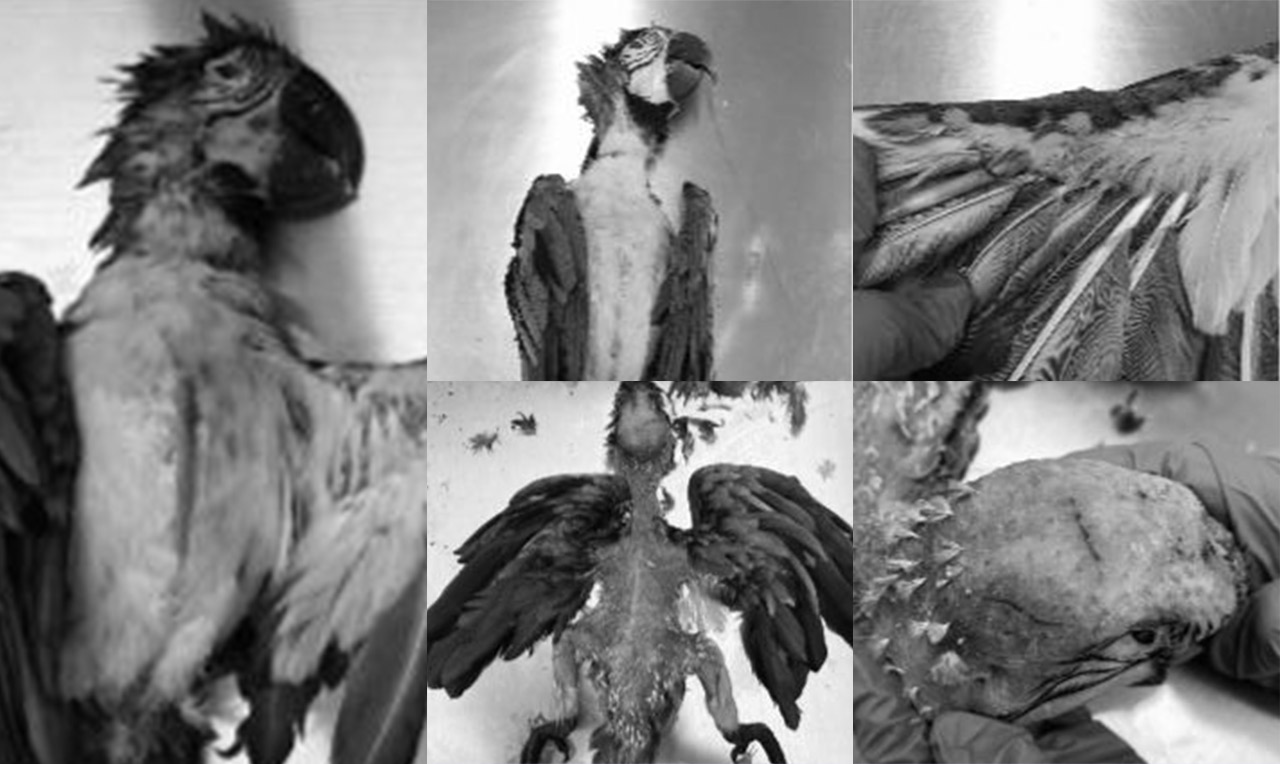 Investigan misteriosa muerte de dos guacamayas halladas en Prado Centro, en Medellín