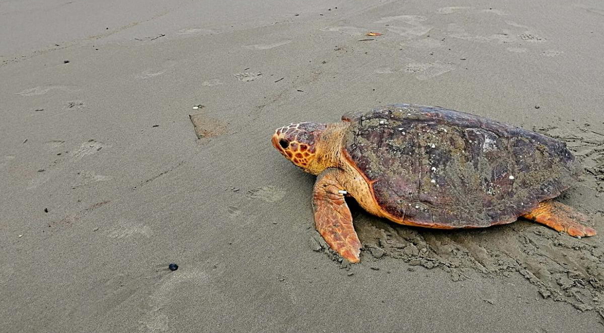 Cierran una playa para proteger a una especie en Necoclí, Antioquia