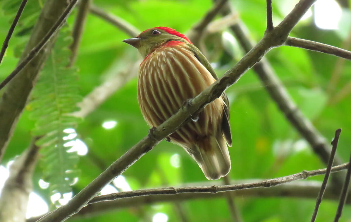 Confitico (Machaeropterus striolatus)_Carlos Iván Restrepo