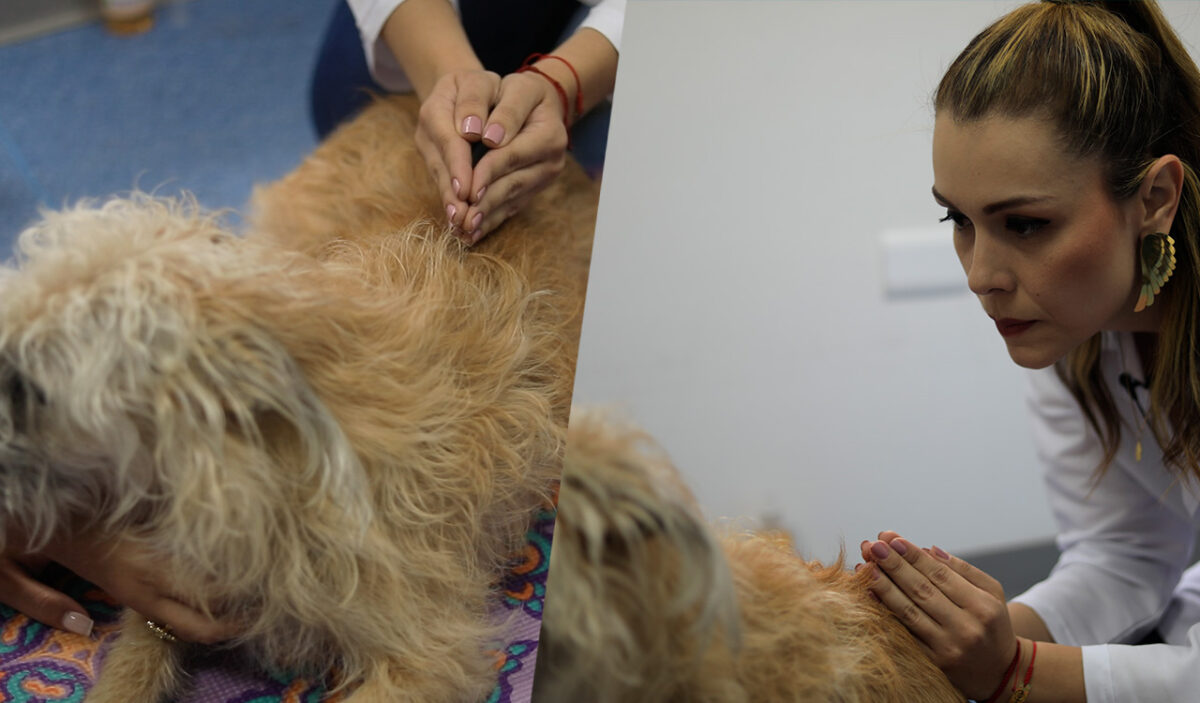 Después de análisis y resultados, el CES ofrece reiki para animales